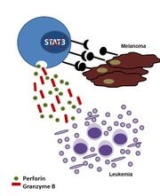 oss of STAT3 makes NK cells more efficient in recognizing and destroying melanoma cells. Additionally, the excretion of enzymes that fight leukemia cells is increased (Photo : Dagmar Gotthardt / Vetmeduni Vienna)