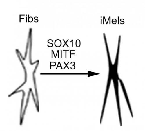 Dermal fibroblasts are directly reprogrammed to pigmented melanocytes by three transcription factors (SOX10, MITF and PAX3). Credit: Ruifeng Yang, Perelman School of Medicine, University of Pennsylvania