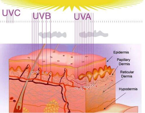 ‘NONO’ says yes for repairing DNA damage induced by UV radiation ...