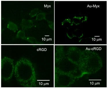 Fluorescence images.