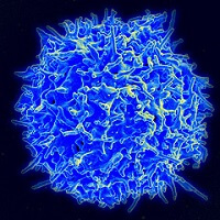 Prostaglandin E2 can put T cells like this to sleep. Credit: Flickr/CC BY 2.0 Source: Cancer Research UK